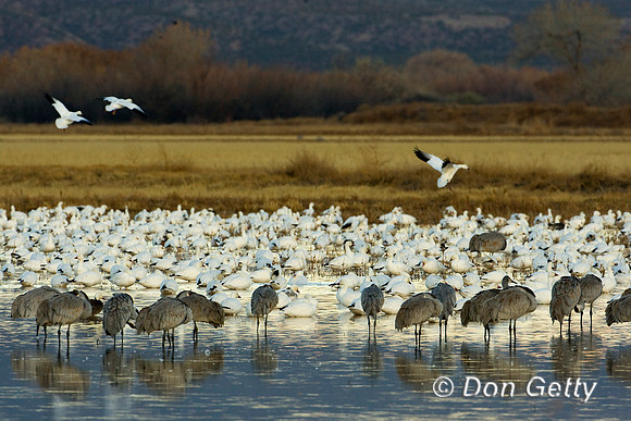 Snow Goose