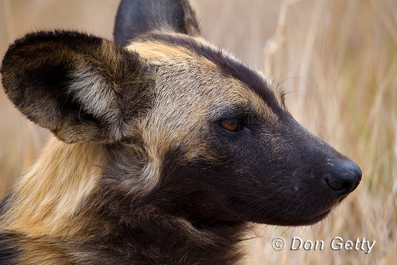 Dog_AW_Z2F8068