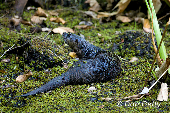 Otter_Rvr_D4B9409