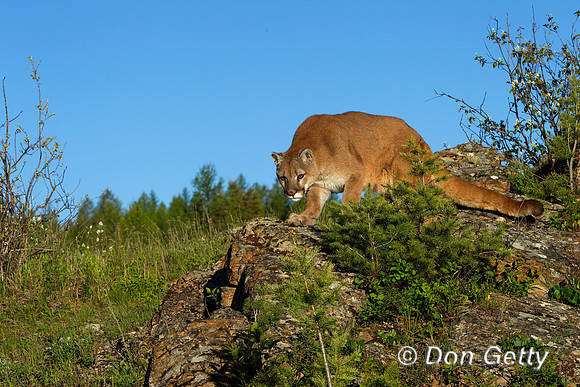 Mt_Lion_BZ2F2001