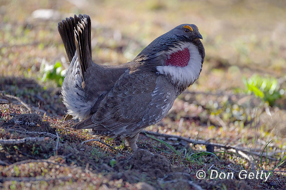 Grouse_Blue_R8D2998