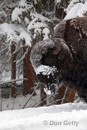 BisonIMG_0667
