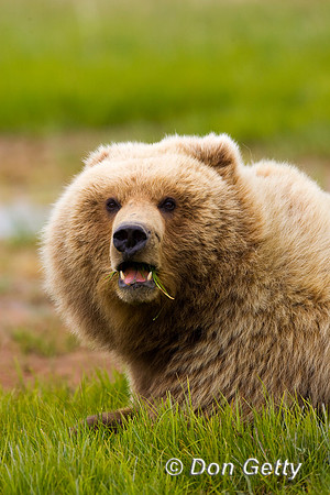 Brown Bear
