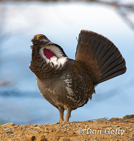 Grouse_DuskyIMG_0486