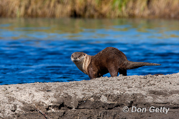 Otter_River_D4B8177