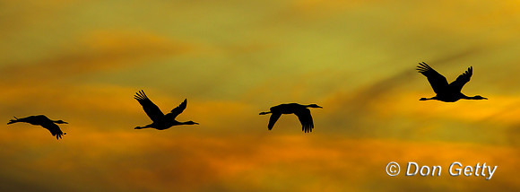 Sandhill Crane
