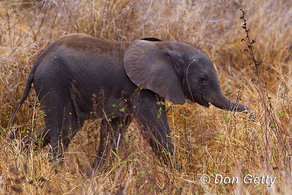 Elephant_Z2F5176