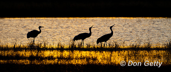 Sandhill Crane