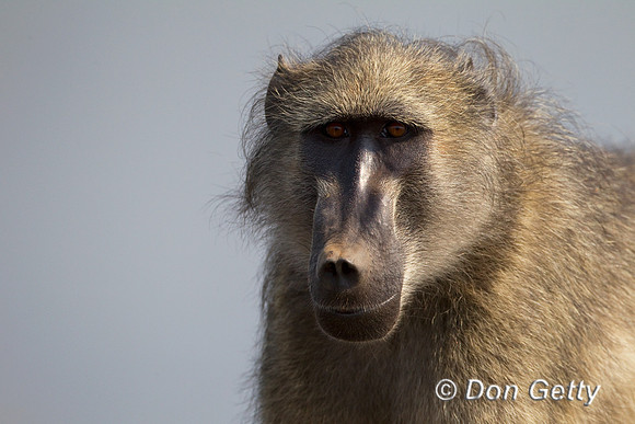 Baboon_C_Z2F5608