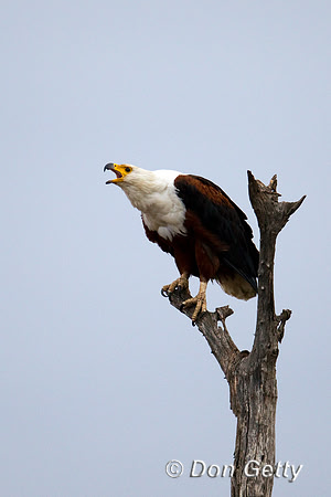 Eagle_Fish_Z2F6119