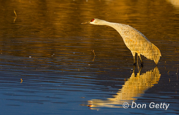 Sandhill Crane