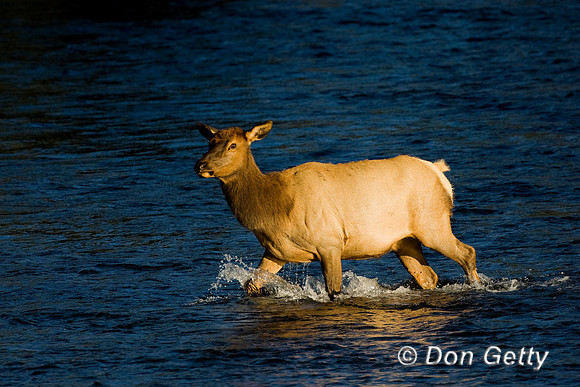Elk_D4B7848