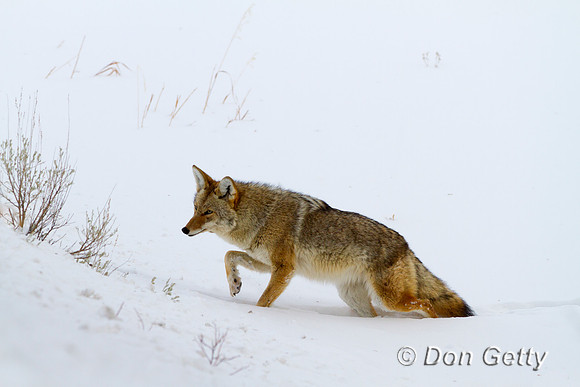 Coyote_MG_0716