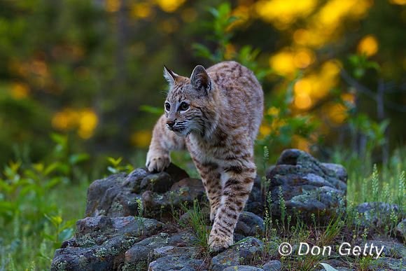 Bobcat_Z2F2007