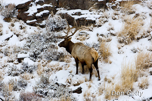 Elk_D4B4193