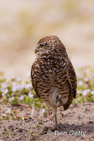 Owl_Brrw_Z2F2587