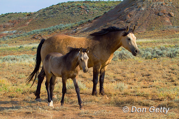Horse_MG_8684