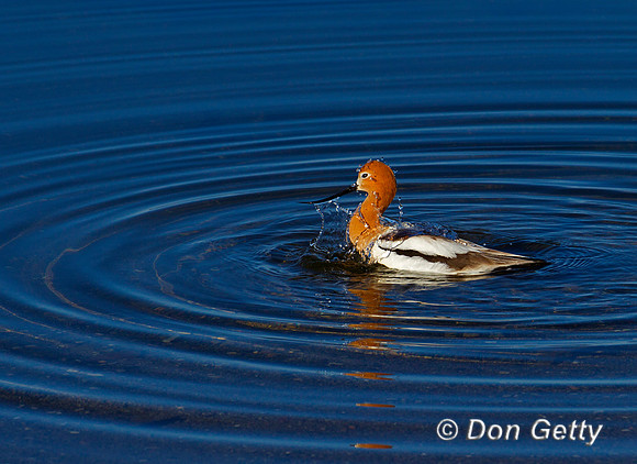 Avocet