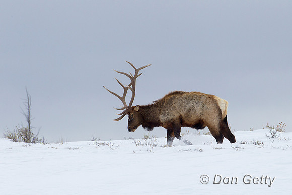 Elk_Z2F9258