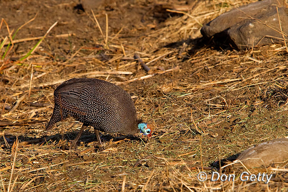 Guineafowl_H_Z2F9880