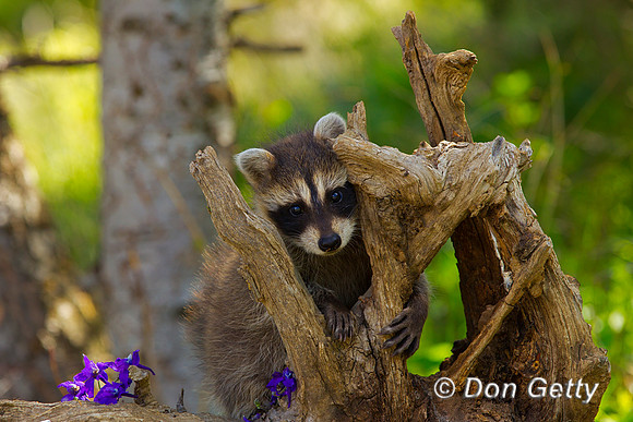 Raccoon_Z2F4892