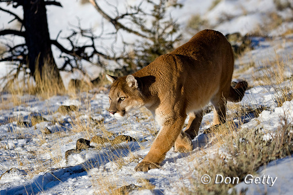 Mt_Lion_D4B0093