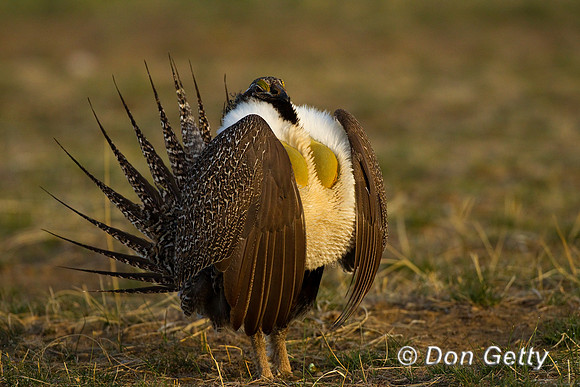 Grouse_Sage_BZ2F0129