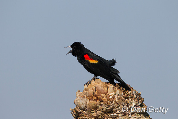 Red-winged Blackbird