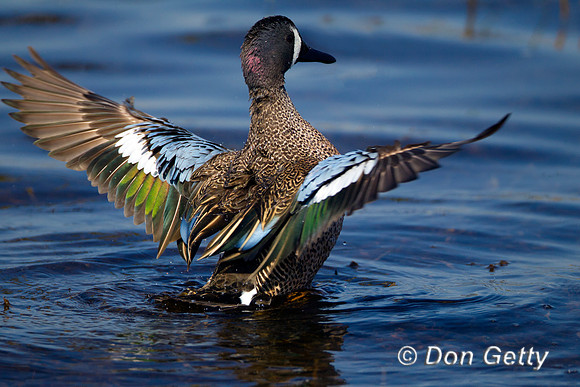 Teal_Blue-winged_Z2F0941