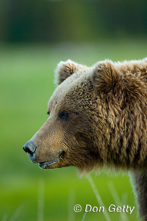 Brown Bear