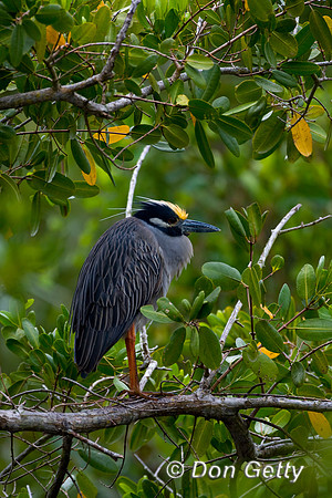 Heron_Yel-crwnd_Night_D4B9806