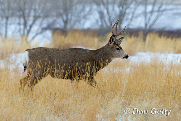 Deer_Mule_Z2F3642