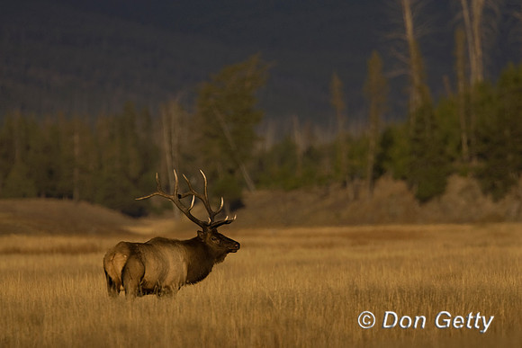 Elk_R8D8416