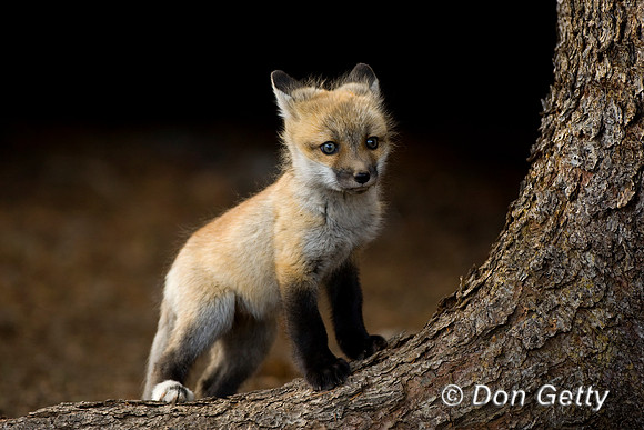 Fox_Red_D4B8349
