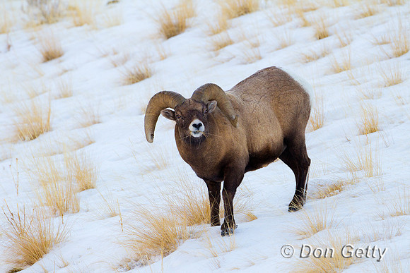 Bighorn Sheep