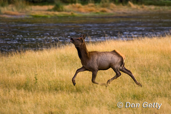 Elk_MR8D1192