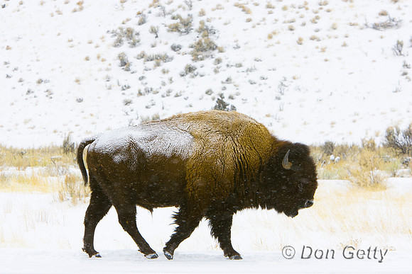Bison_R8D8205