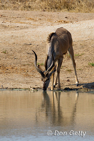 Kudu_G_Z2F3924