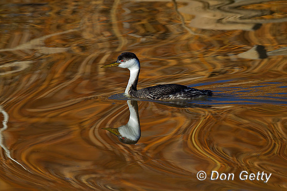 Grebe_W_Z2F2527
