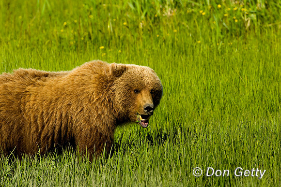 Brown Bear