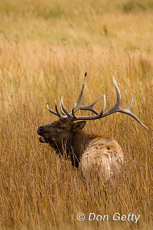 Elk_MR8D1154