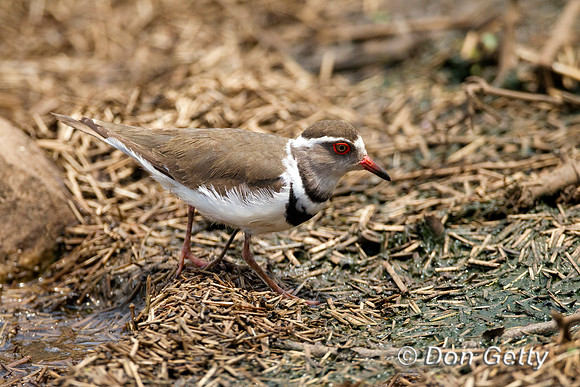 Plover_TB_Z2F5234