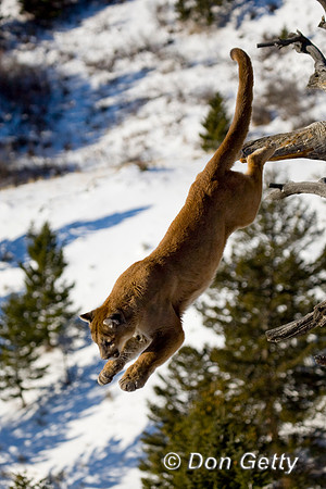 Mt_Lion_D4B0072