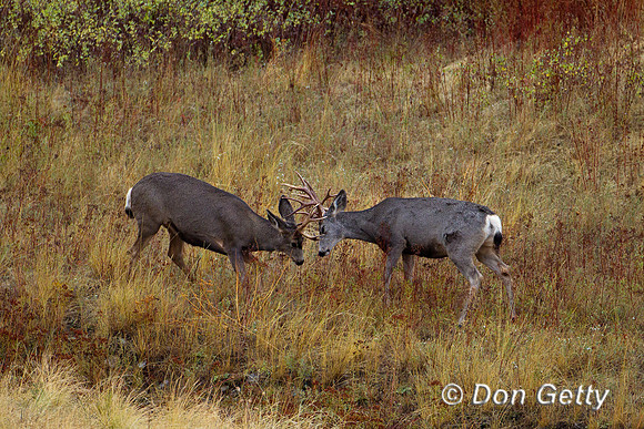 Deer_Mule_Z2F8821