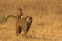 Yellow Baboon
