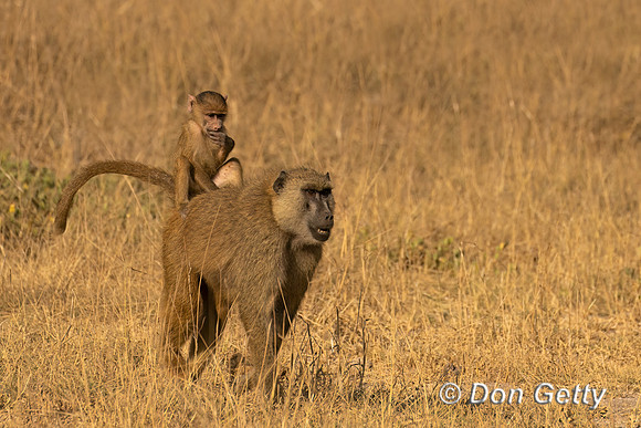 Yellow Baboon