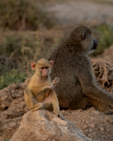 Yellow Baboon
