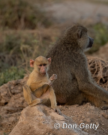 Yellow Baboon