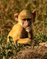 Baboon, Yellow