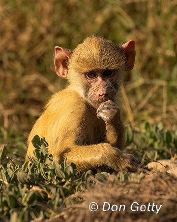 Yellow Baboon